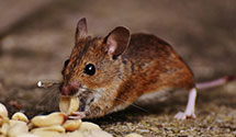 24 Hour & Emergency Exterminators in Annapolis, MD